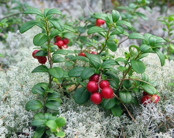 Red Pearl Lingonberry - High in Anti-oxidants - 3.25" Pot - Fresh Aroma
