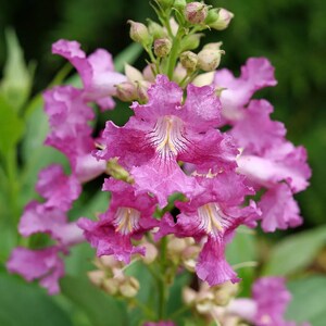 El Niño® Desert Orchid- Chitalpa- Proven Winners - 4" Pot