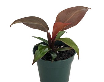 McColley's Finale Philodendron - 4" Pot - Collector's Series