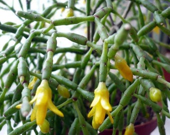 Spice Cactus Plant - Rhipsalis salicornioides - 2.5" Pot - Succulent