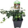 Miniature Abundance English Ivy - 2.5" Pot - Terrarium/Fairy Garden/House Plant