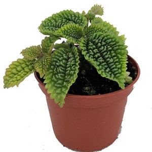 Moon Valley Plant - Pilea mollis - Vibrant & Unique Houseplant - 2" Pot