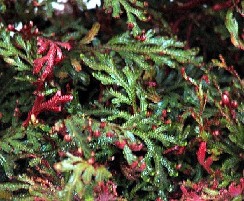 Ruby Red Club Moss Selaginella Exotic Easy House Plant Etsy