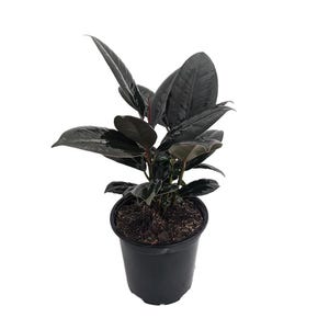 Burgundy Rubber Tree Plant - Ficus - An Old Favorite - 4" Pot