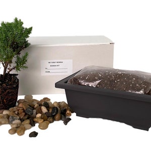 My First Bonsai Tree Kit plus Live Japanese Juniper Tree