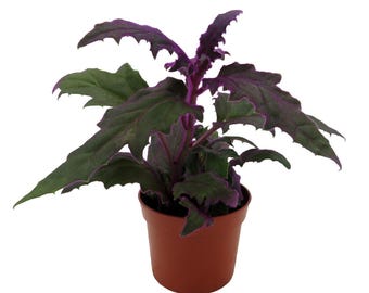 Purple Passion Plant - 2.5" Pot - Gynura - Indoors