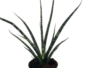 Fernwood Mikado Snake Plant - Sanseveria - Almost Impossible to kill - 6" Pot
