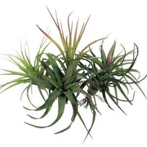 5 Live Airplants - Tillandsia - Bareroot - Terrarium/Fairy Garden/Houseplant