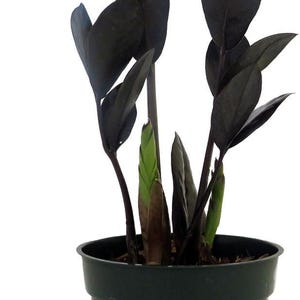 Rare Black Raven ZZ Plant - Zamioculcas zamiifolia - 4" Pot - Collector's - World's Easiest House Plant