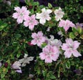 Pink Mountain Serissa Tree - 2.5" Pot - House Plant, Fairy Garden Plant, Bonsai