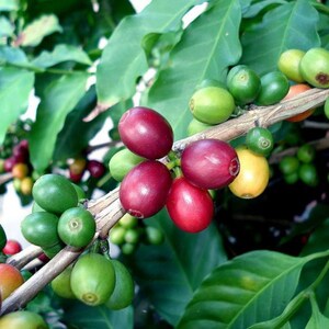 Coffee Bean Plant 2.5 Pot Coffee Arabica image 4