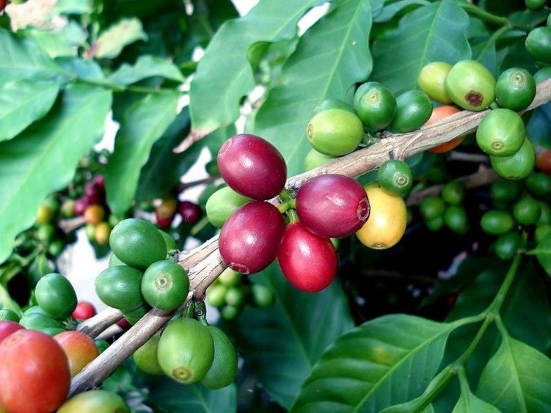 Coffee Bean Plant 2.5 Pot Coffee Arabica image 4
