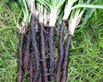 Black Salsify Oyster Plant - Scorzonera hispanica 'Enorma' Seeds - 150 Seeds