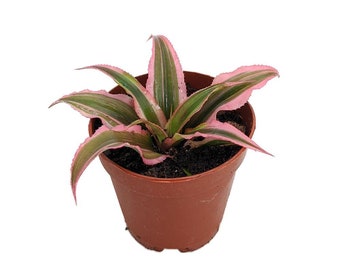 Pink Earth Star Plant - Cryptanthus - Easy to Grow - 2" Pot