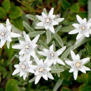 Edelweiss 100 Seeds - Leontopodium alpinum - Plant the Sound of Music