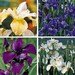 see more listings in the Seeds - Perennial section