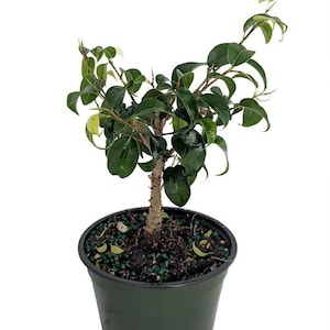Too Little Weeping Fig - Ficus benjamina - 4" pot - House Plant/Bonsai