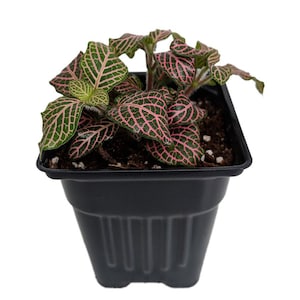 Pink Veined Nerve Plant - Fittonia - Easy House Plant - 4&quot; Pot