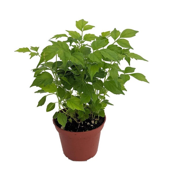 China Doll Plant - Radermachera sinica - Easy House Plant - 2.5" Pot