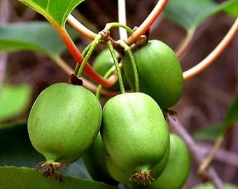 Issai Kiwi Vine - Hardy - Self Fruitful Female Variety - Easy to Grow - 2.5" Pot