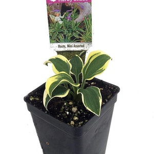 World's Smallest Hosta - Fairy Garden/Perennial Bedding Plant - 2.5" Pot