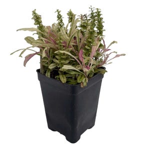 Multicolor Ajuga reptans - 2.5&quot; Pot - Carpet Bugle - Fairy Garden