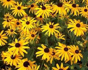 Black-Eyed Susan Goldsturm Rudbeckia - Live Plant - Quart Pot