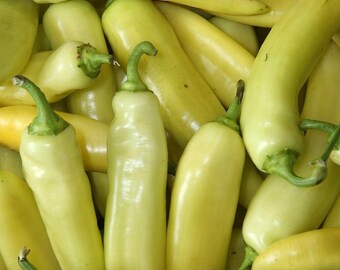 Hungarian Hot Yellow Wax Pepper Plant - 2.5" Pot