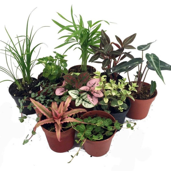 Terrarium & Fairy Garden Plants - 10 Plants in 2" pots