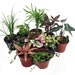 see more listings in the Fairy Garden & Terrarium section