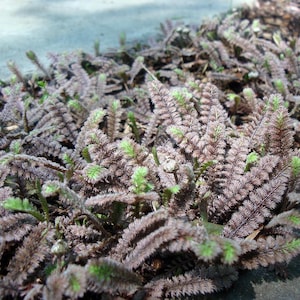 Gothic Black Fairy Fern - Leptinella -2.5" Pot-Terrarium/Fairy Garden/Houseplant