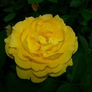 Julia Child Rose Bush - Butter Yellow - 4" Pot Bild 5