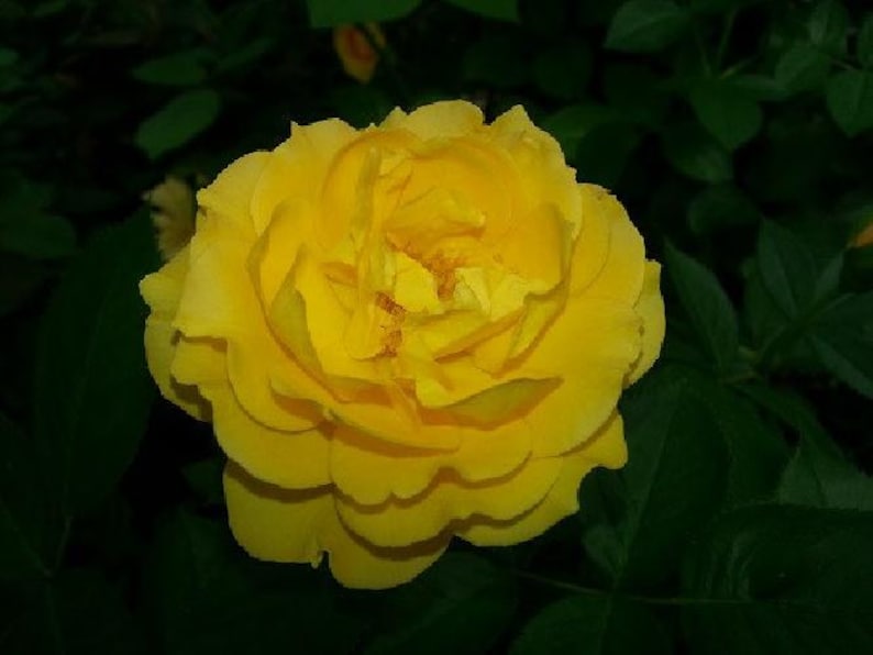 Julia Child Rose Bush - Butter Yellow - 4" Pot Bild 5