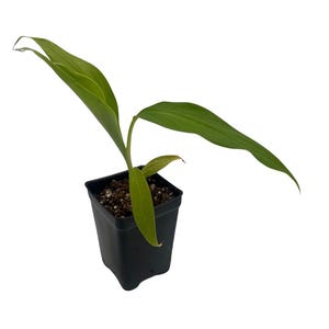 May include: A small green plant with three elongated, pointed leaves growing out of a black square plastic nursery pot filled with dark potting soil. The plant has a central stem and the leaves extend outward in different directions.