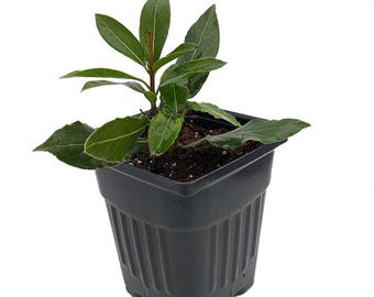 Ohio Grown Sweet Bay Laurel Herb - Laurus nobilis- 4&quot;  Pot