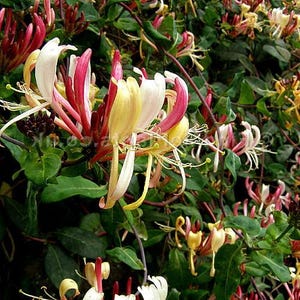 Serotina Belgica Honeysuckle Vine - Late Dutch - Lonicera - 2.5&quot; Pot - Fragrant