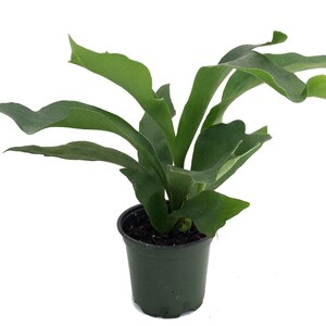 Staghorn Fern 4" Pot - Platycerium