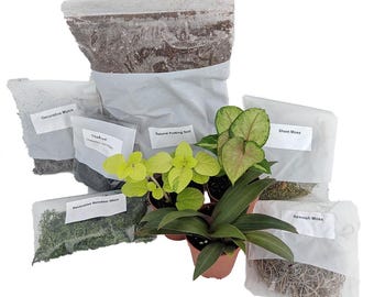 Terrarium/Fairy Garden Kit with 3 Plants - Create Your Own Living Terrarium