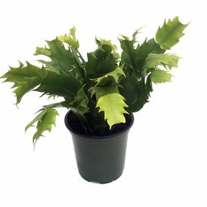 Yellow Christmas Cactus Plant -  4&quot; Pot - Zygocactus