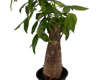Thick Stump Money Tree Plant - Pachira aquatica - 4" Pot