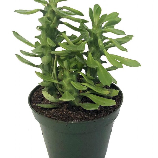 Creeping Cactus - Euphorbia guentheri - 4" Pot - Easy to grow!