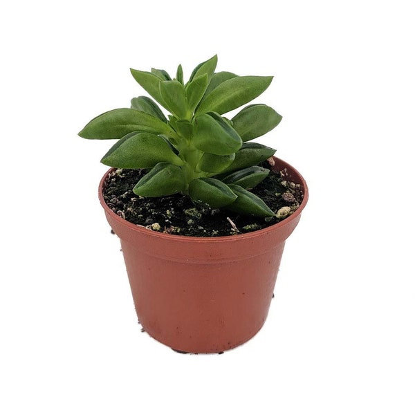 Taco Leaf Peperomia - Peperomia axilaris - Easy Succulent Houseplant - 2.5" Pot