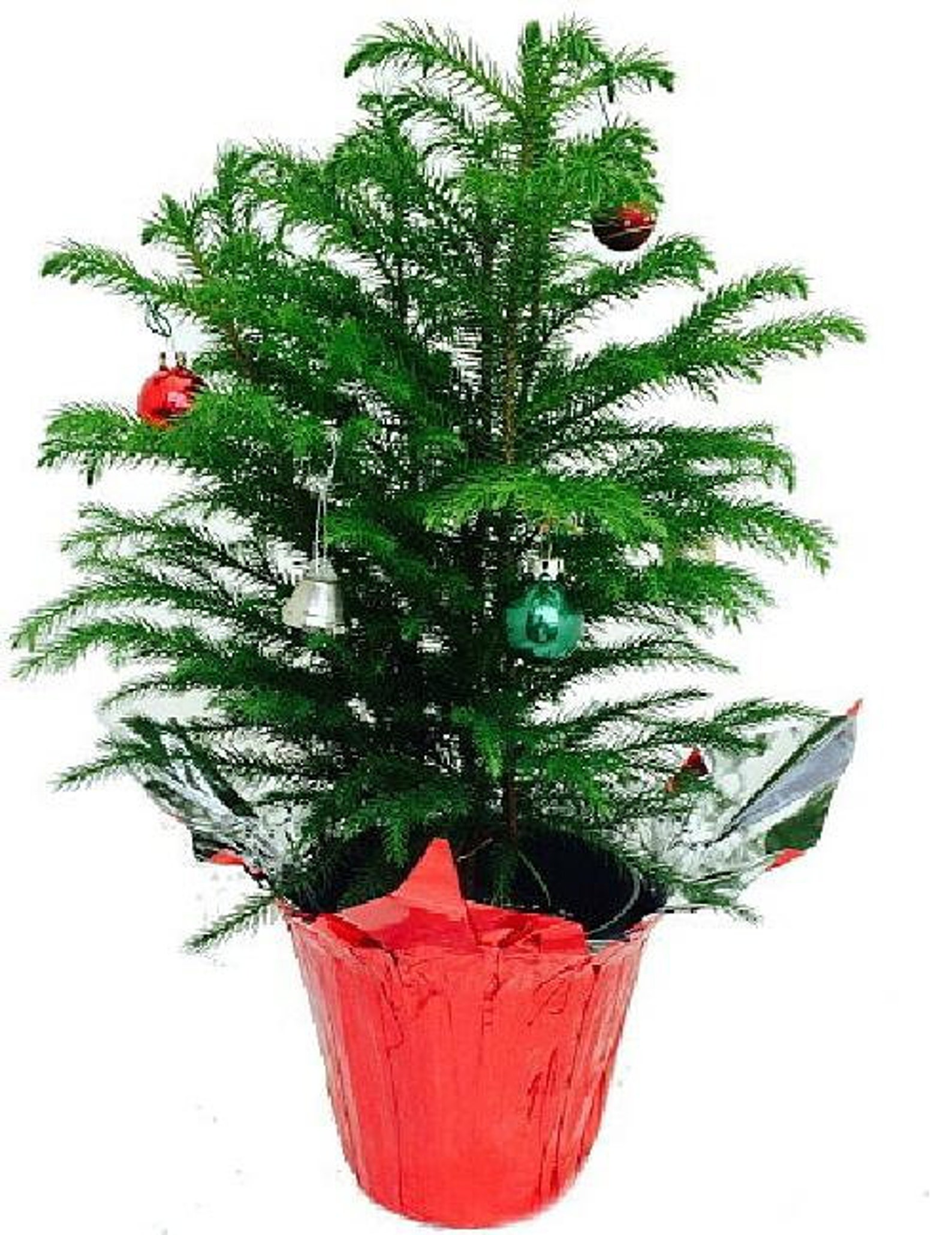 Norfolk Pine Christmas Tree 