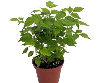 China Doll Plant - Radermachera sinica - Easy House Plant - 2.5" Pot