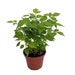 see more listings in the House Plants section