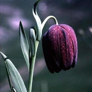 Tube Checkered Lily 10 Seeds - Fritillaria - Perennial