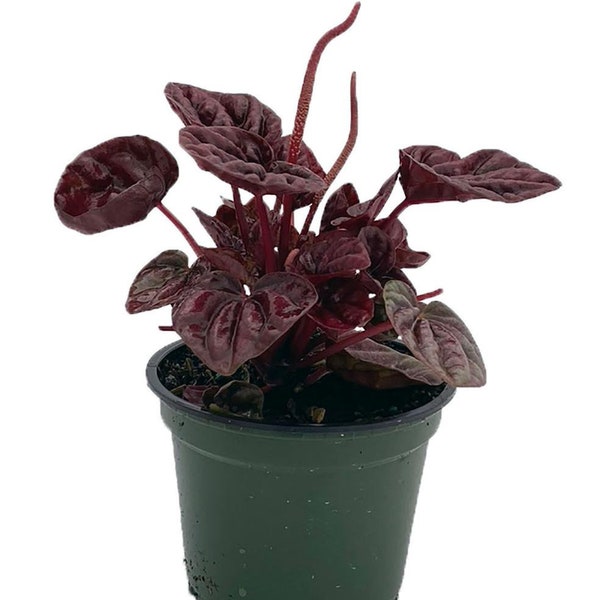 Schumi Red Ripple Peperomia 4" Pot  - Easy to Grow Houseplant