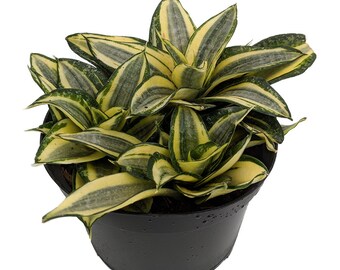 Golden Hahnii Birdsnest Snake Plant -Sanseveria-Almost Impossible to Kill-6" Pot