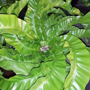 Hurricane Bird's Nest Fern - Asplenium antiquum - 4" Pot