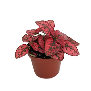 Red Splash Polka Dot Plant - Hypoestes - 2.5" Pot - Colorful House Plant